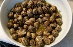 &Chi;&omicron;&chi;&lambda;&iota;&omicron;ί &mu;&pi;&omicron;&upsilon;&mu;&pi;&omicron;&upsilon;&rho;&iota;&sigma;&tau;&omicron;ί